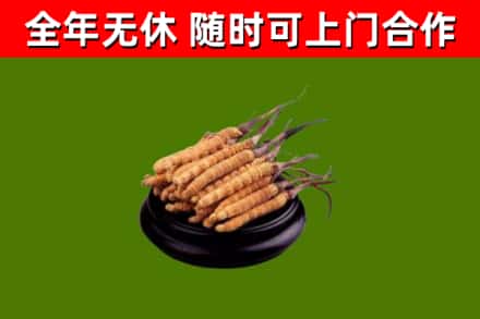 安陆烟酒回收冬虫夏草.jpg