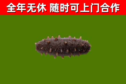 安陆烟酒回收干海参.jpg